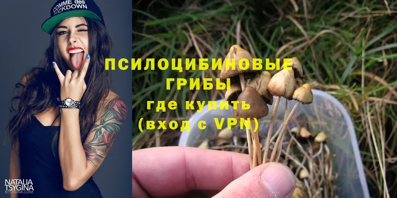 магазин продажи наркотиков  Рассказово  Псилоцибиновые грибы MAGIC MUSHROOMS 