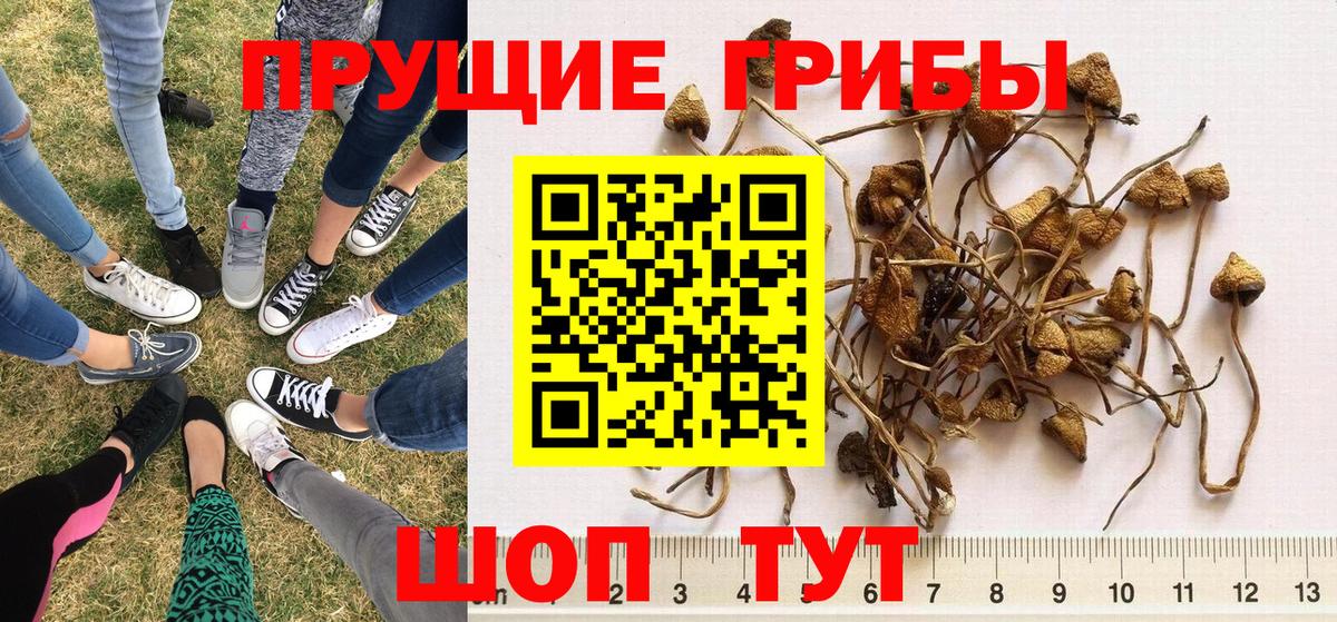Рассказово  Псилоцибиновые грибы Psilocybe  Вход с VPN 